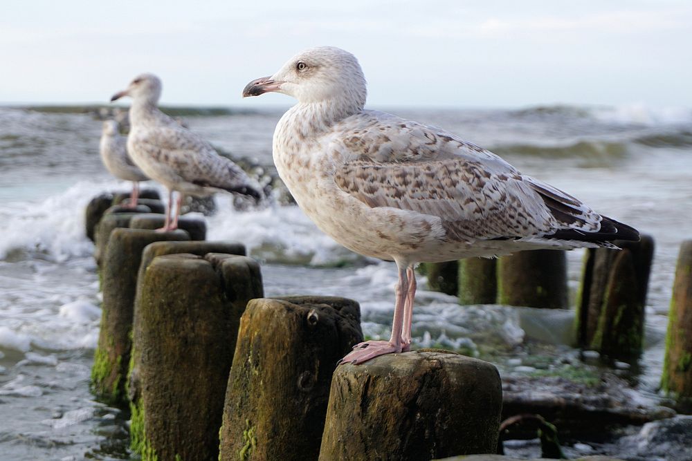 Seagulls standing together close up. Free public domain CC0 photo.
