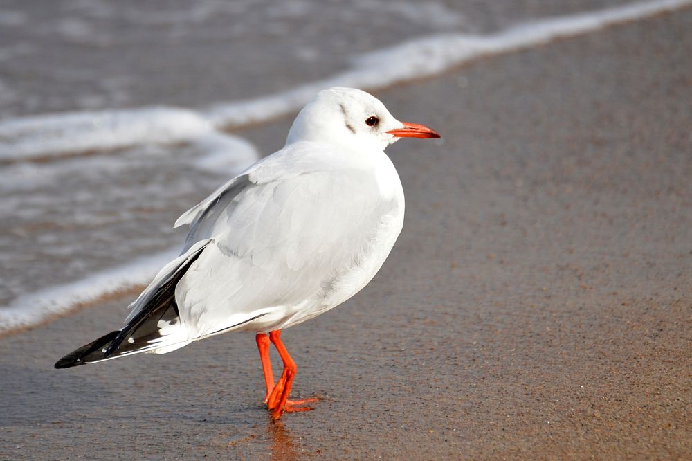 Beach seagull walking sand. Free | Free Photo - rawpixel