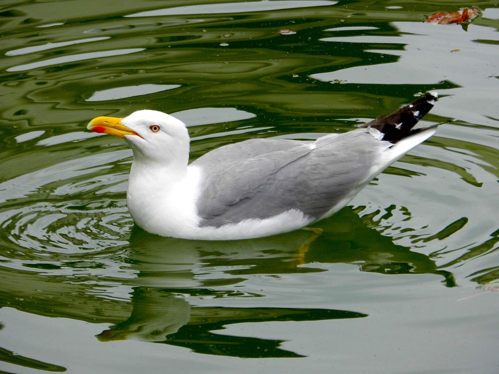 Swimming seagull close up. Free public domain CC0 photo.