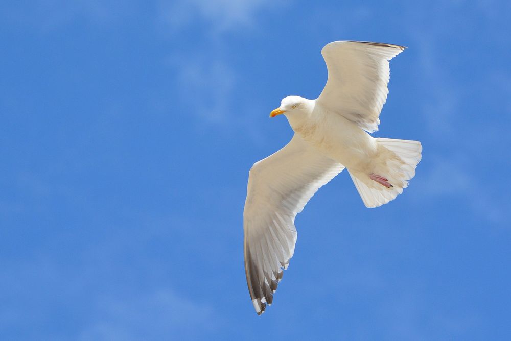 Flying seagull close up. Free public domain CC0 photo.