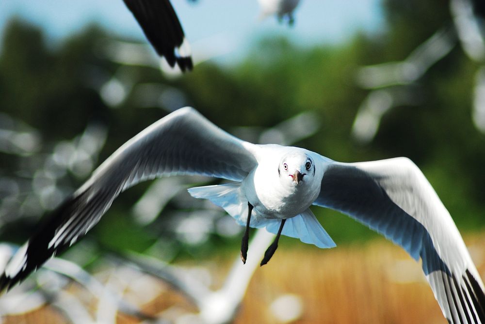 Flying seagull close up. Free public domain CC0 photo.