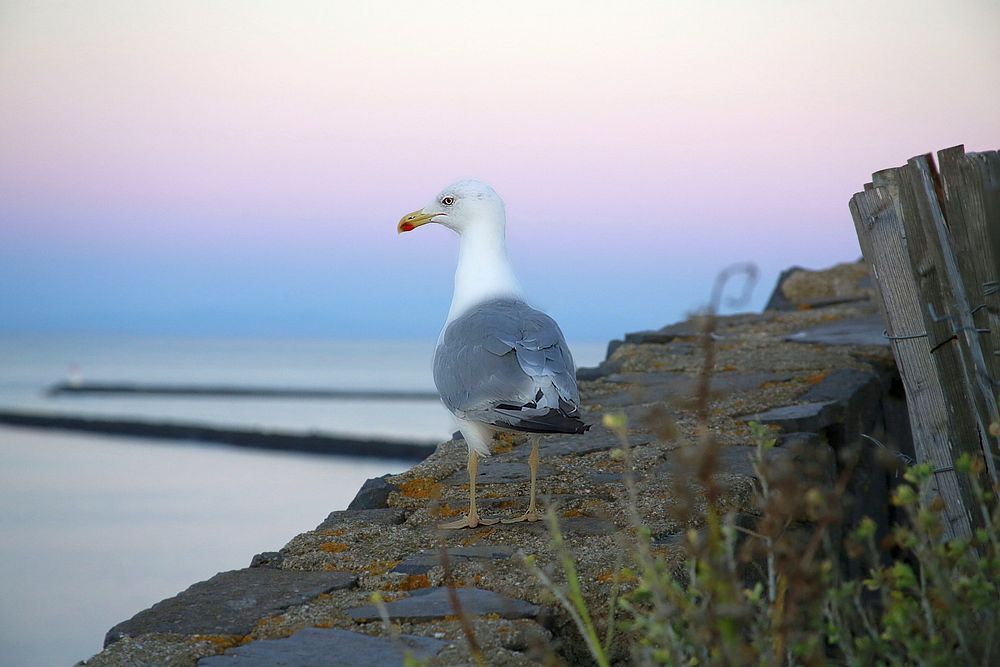 Seagull standing alone close up. Free public domain CC0 photo.