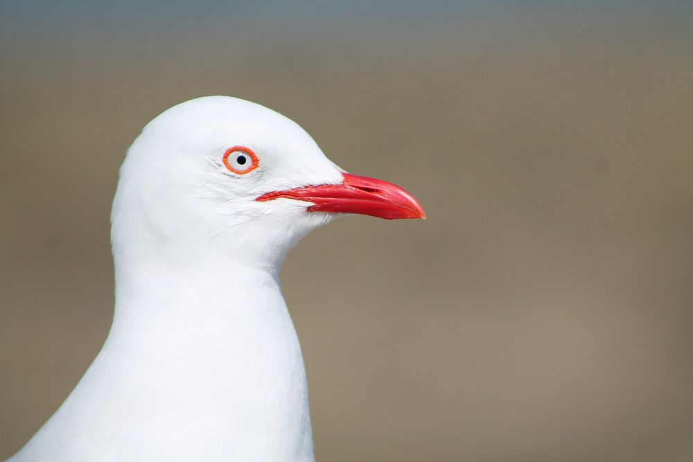 Seagull face close up. Free public domain CC0 photo.