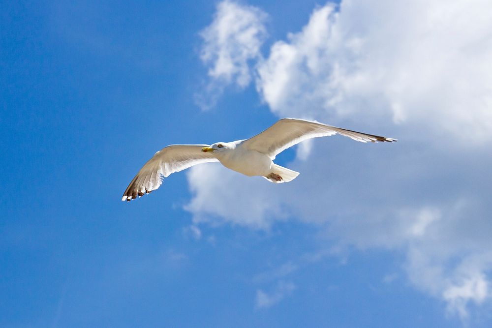 Flying seagull close up. Free public domain CC0 photo.