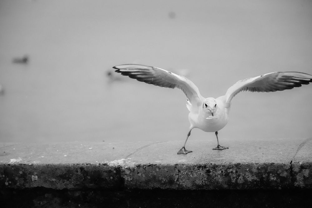 Flying seagull close up. Free public domain CC0 photo.