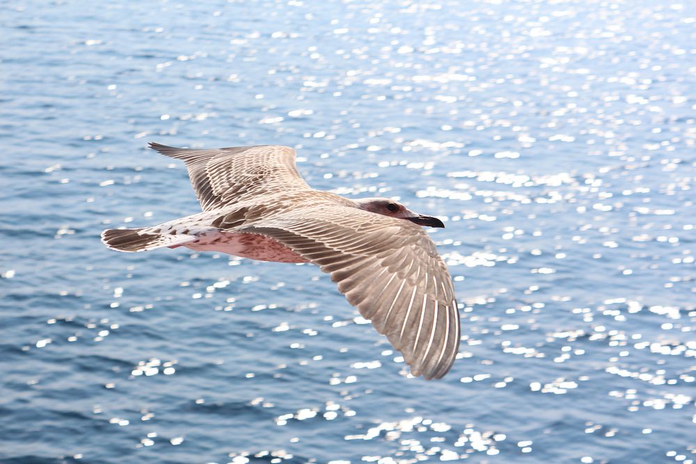 Segull flying, bird photography. Free public domain CC0 image.