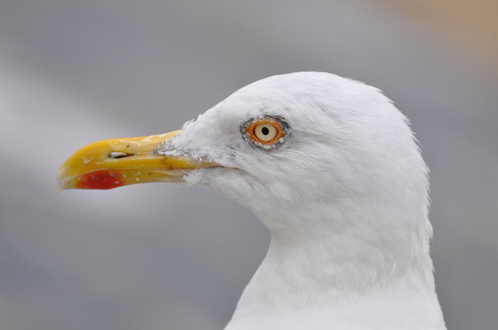 Seagull face close up. Free public domain CC0 photo.