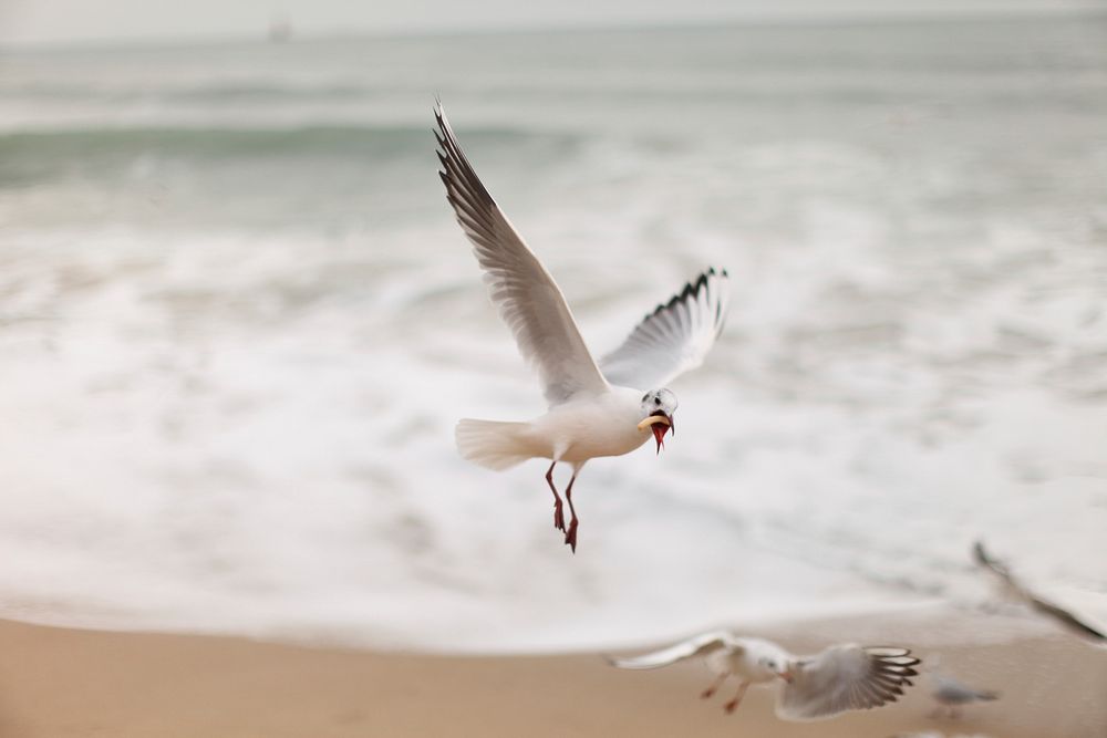 Flying seagulls close up. Free public domain CC0 photo.