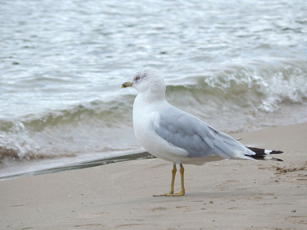 Seagull standing alone close up. Free public domain CC0 photo.