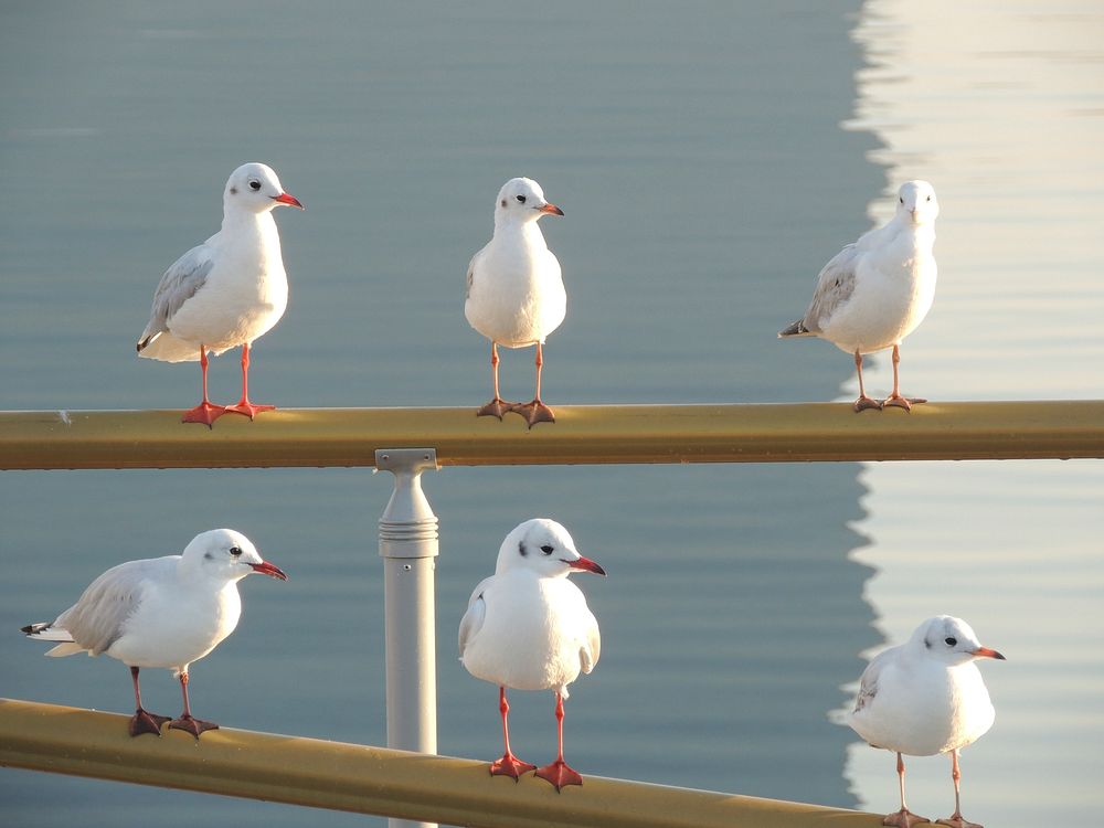 Group of seagulls standing together. Free public domain CC0 photo.