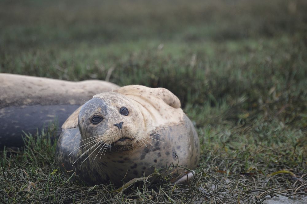 Seal on grass close up. Free public domain CC0 photo.