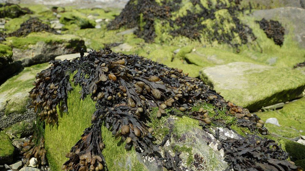 Washed up rockweed algae. Free public domain CC0 image.