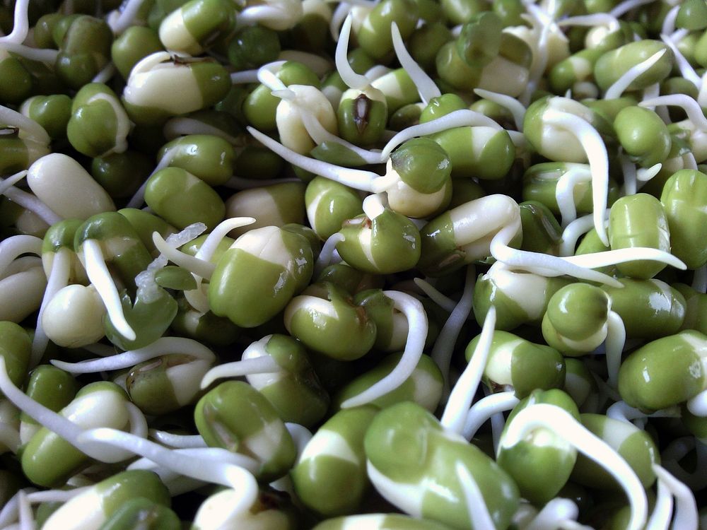 Bean sprouts. Free public domain CC0 image