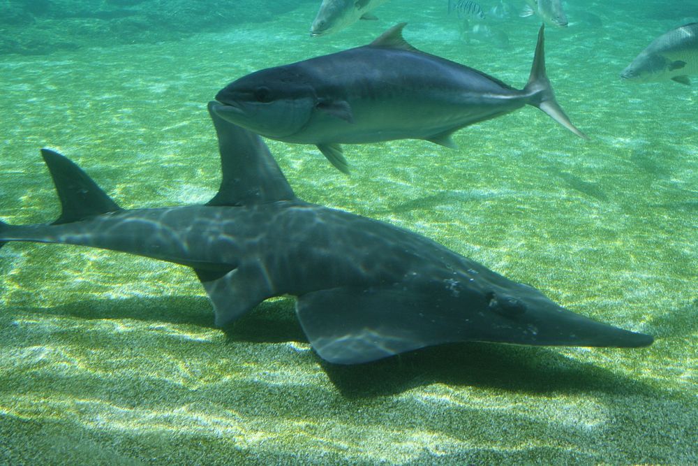 Sawfish underwater close up. Free public domain CC0 photo/image.