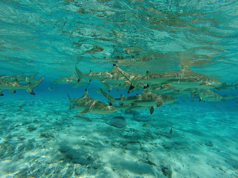 Blacktip reef sharks close up. Free public domain CC0 photo/image.