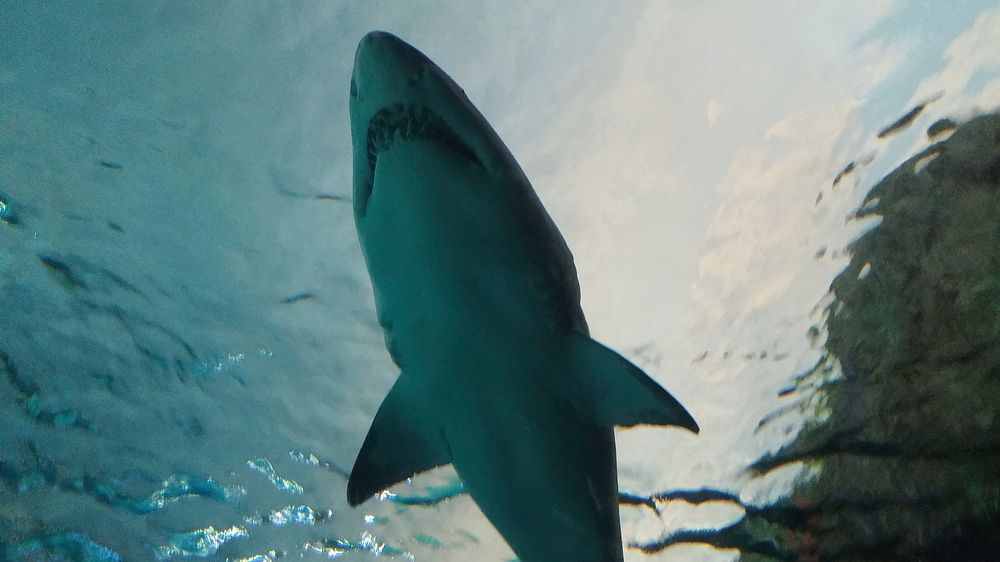 Sand tiger shark close up. Free public domain CC0 photo/image.