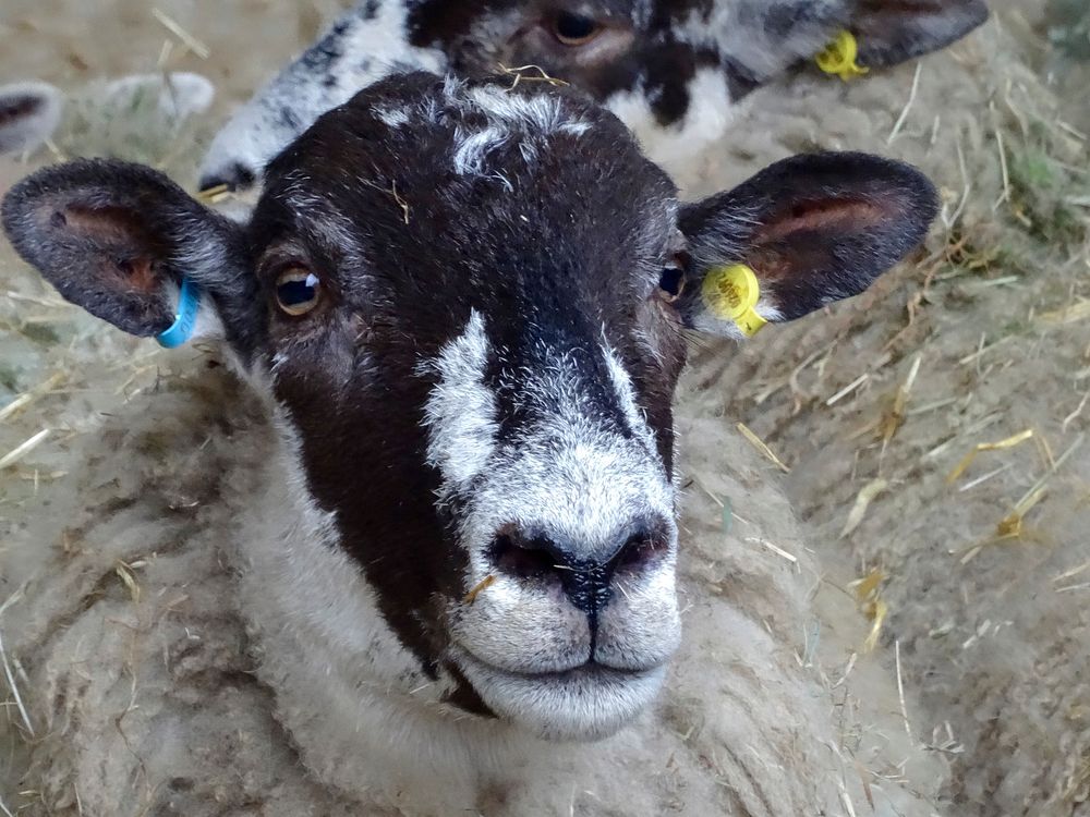 Close up sheep head. Free public domain CC0 photo.