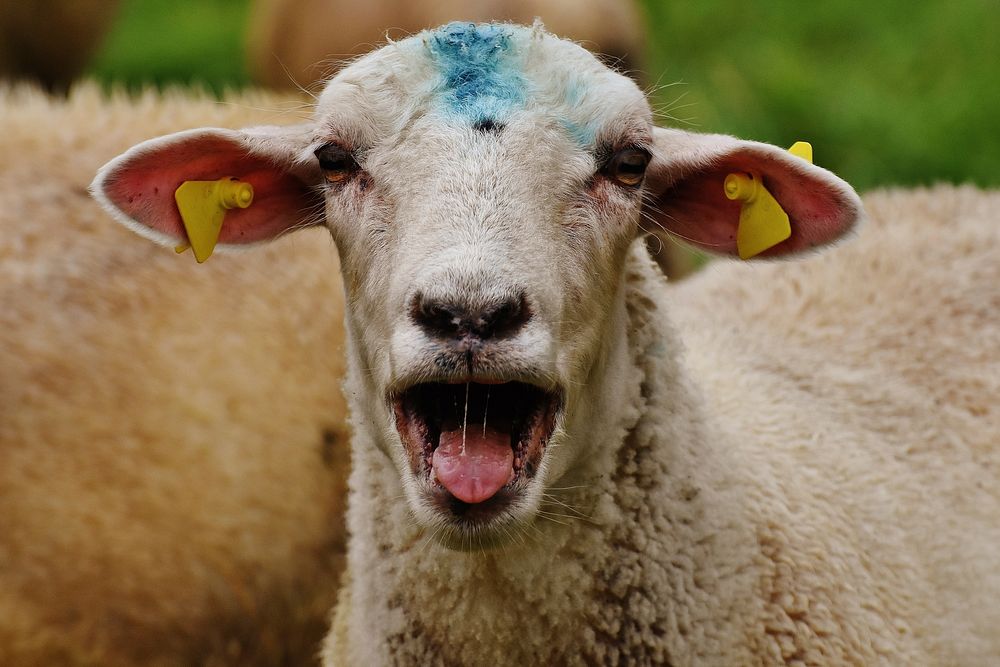Close up sheep opening mouth. Free public domain CC0 photo.
