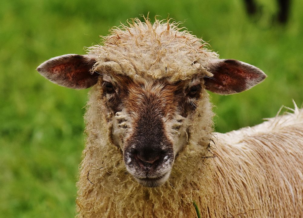 Sheep on grass field. Free public domain CC0 photo.