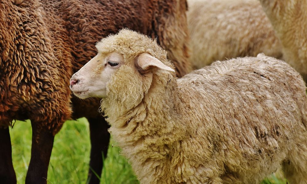 Baby sheep. Free public domain CC0 photo.