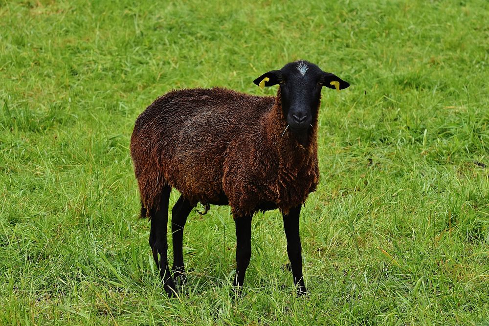 Black sheep on grass field. Free public domain CC0 photo. 