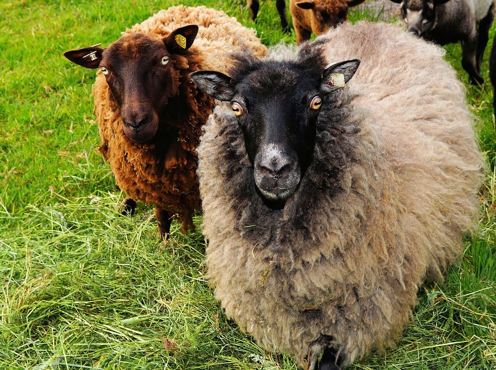 Sheep on grass field. Free public domain CC0 photo.