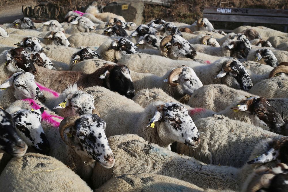 Sheep herd. Free public domain CC0 photo.