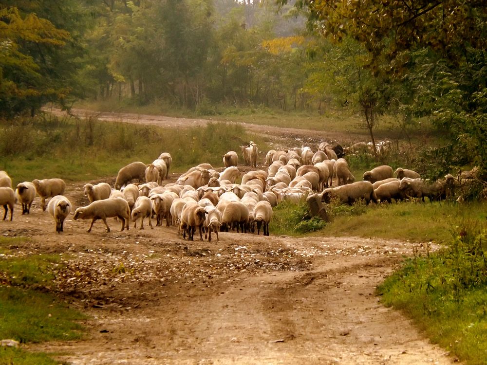 Sheep herd on dirt road. Free public domain CC0 photo.