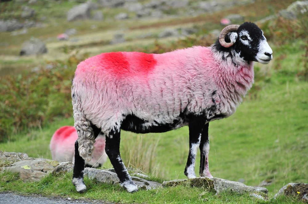 Red spray painted sheep. Free public domain CC0 photo.