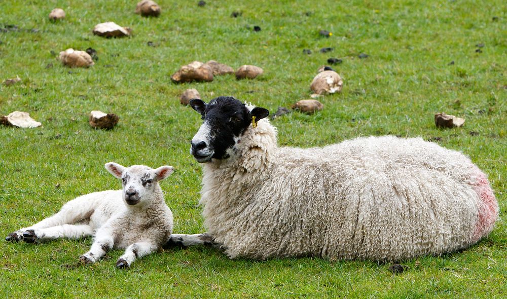 Mother sheep with a baby lamp. Free public domain CC0 photo.