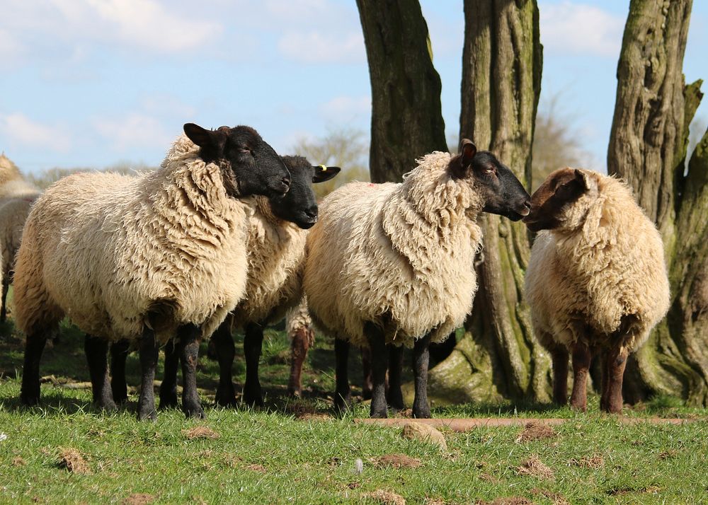 Sheep herd on grass field. Free public domain CC0 photo.
