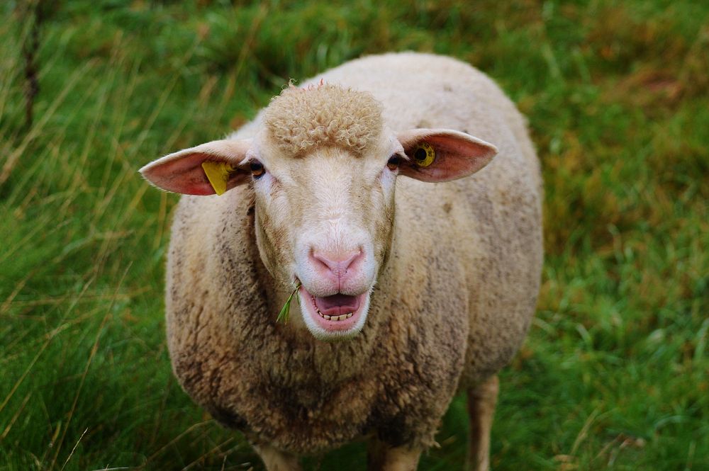 Sheep on grass field. Free public domain CC0 photo.