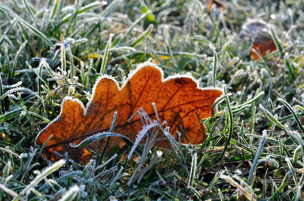 Closeup on frost covered leaves. Free public domain CC0 image. 