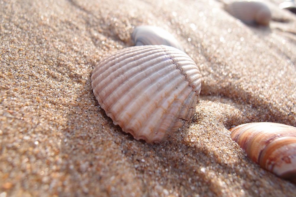 Beach sea shells close up. Free public domain CC0 image.