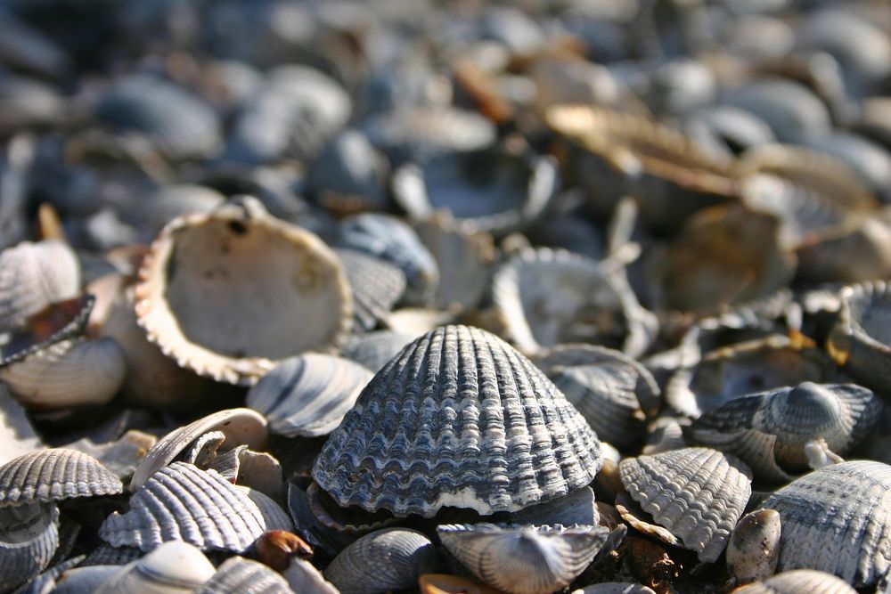 Pile of beach sea shells. Free public domain CC0 image.