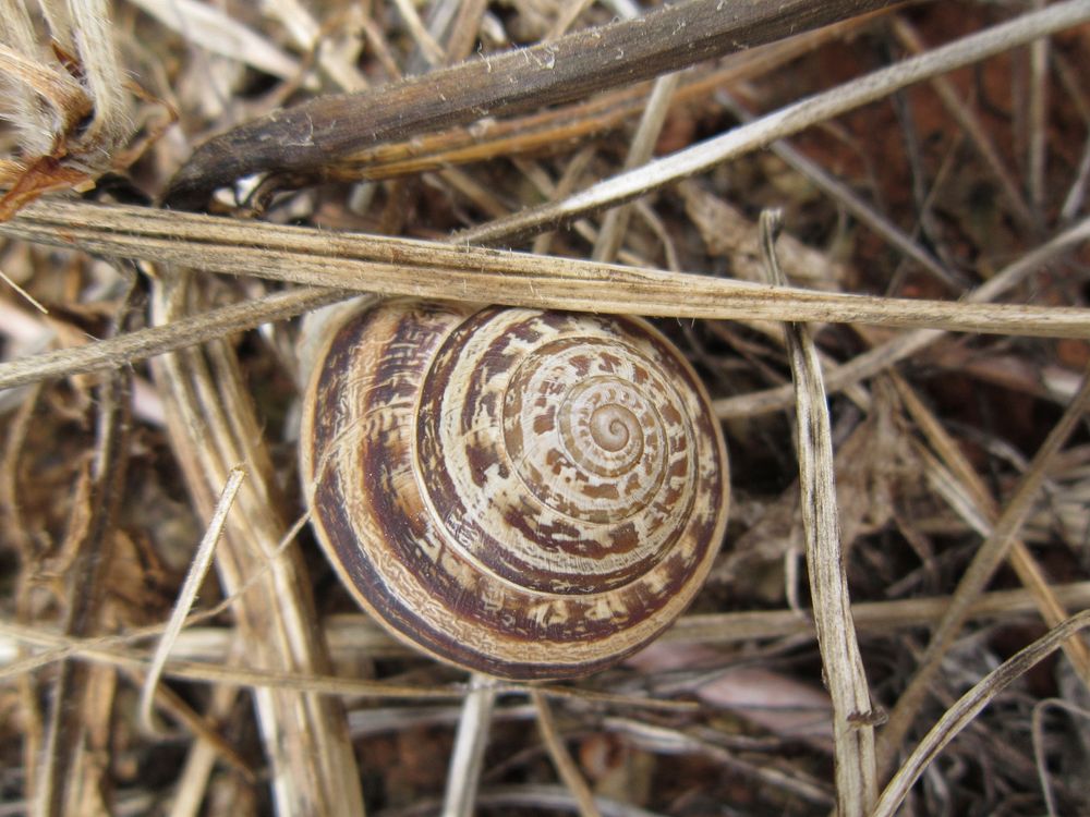 Snail shell in nature closeup. Free public domain CC0 photo.