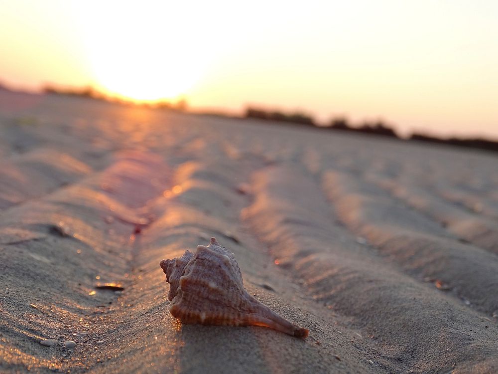 Beach sea shell on sand. Free public domain CC0 image.