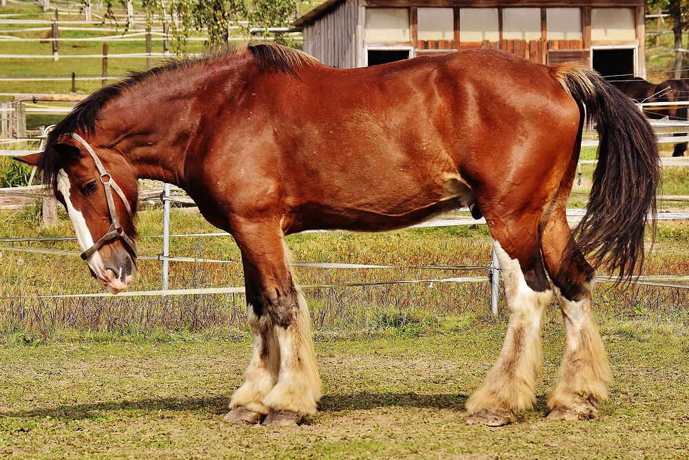 Shire horse at stable. Free public domain CC0 photo.
