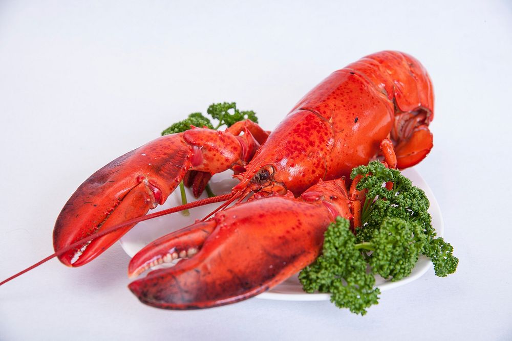 Lobster on plate. Free public domain CC0 photo.