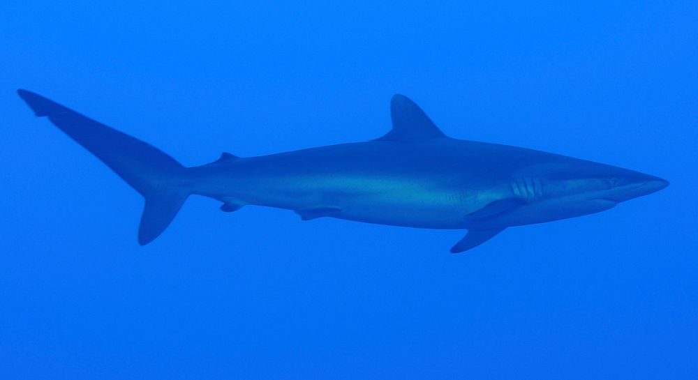 Galapagos shark underwater close up. Free public domain CC0 photo/image.