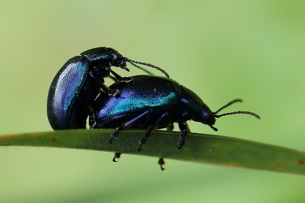 Dung beetle photo. Free public domain CC0 image.