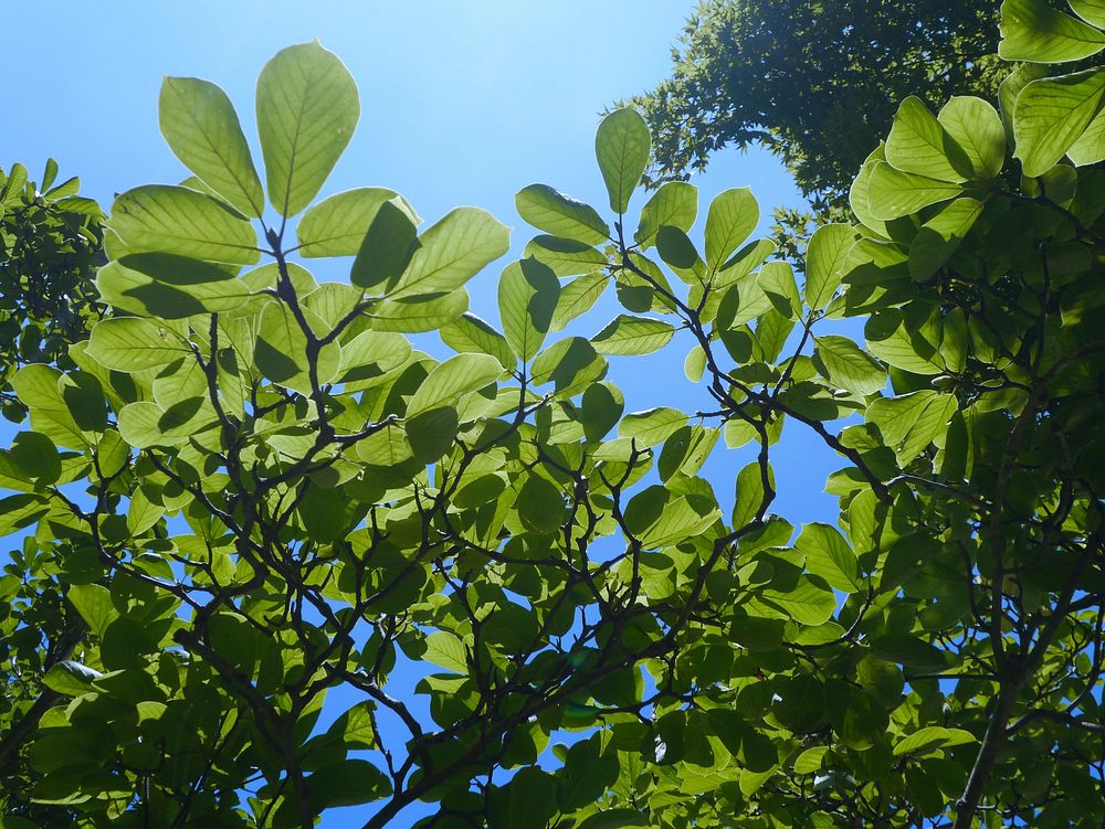 Green leaves in tree. Free public domain CC0 photo.