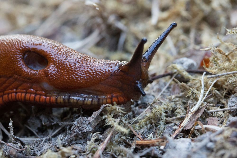 Slug crawling in nature closeup. Free public domain CC0 image.