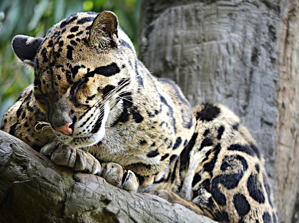 Leopard relaxing image. Free public domain CC0 photo.