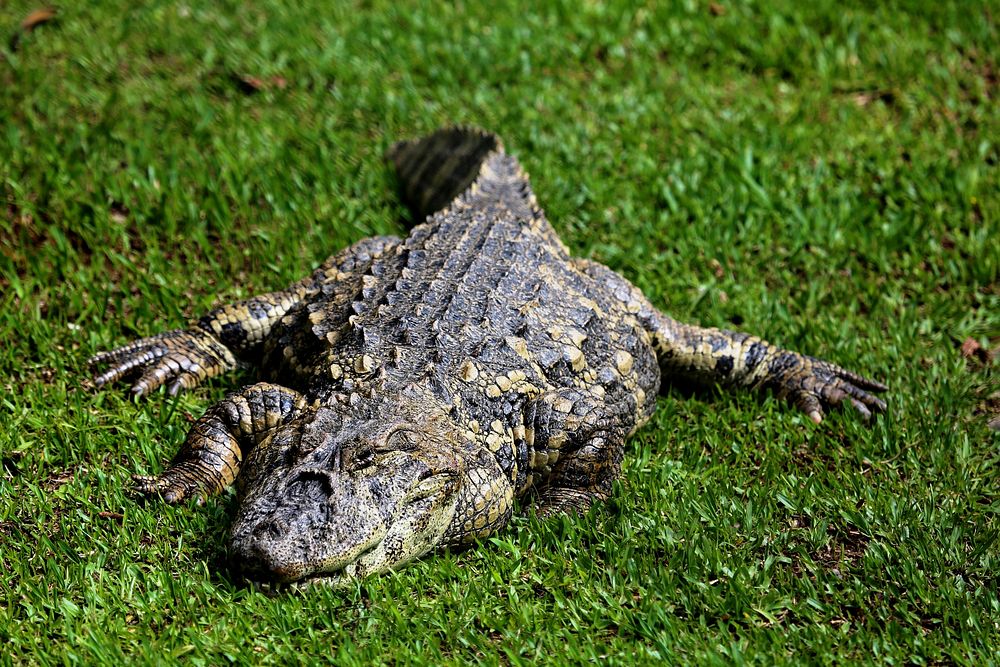 Reptile animal, crocodile, wildlife. Free public domain CC0 image