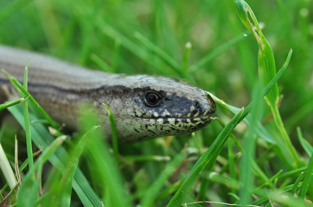 Snake & reptile animal. Free public domain CC0 image