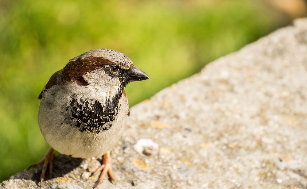 Sparrow bird, animal photography. Free public domain CC0 image.