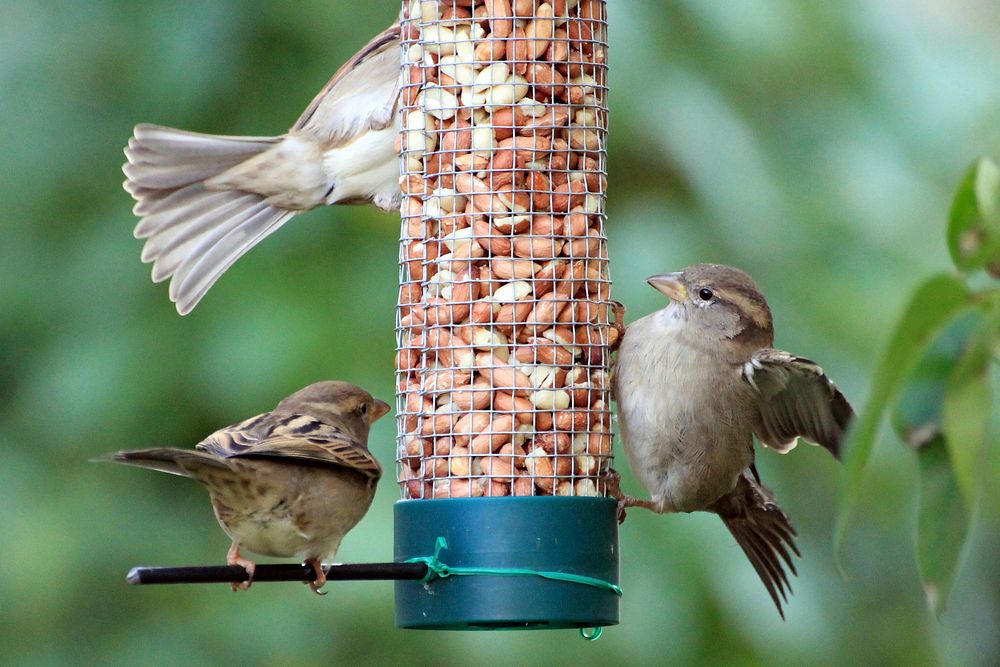 Sparrows at bird feeder, animal photography. Free public domain CC0 image.
