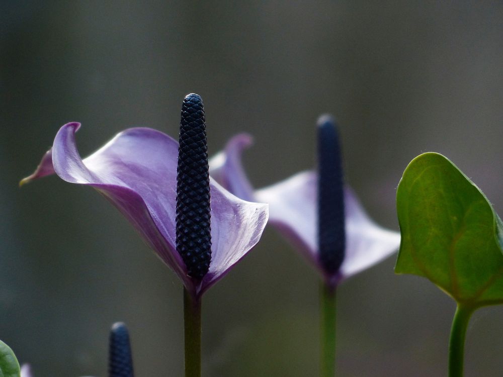 Purple peace lily background. Free public domain CC0 image.