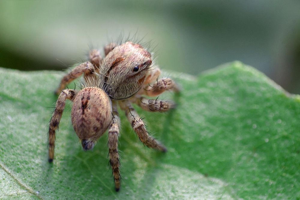 Spider on leaf, animal photography. Free public domain CC0 image.
